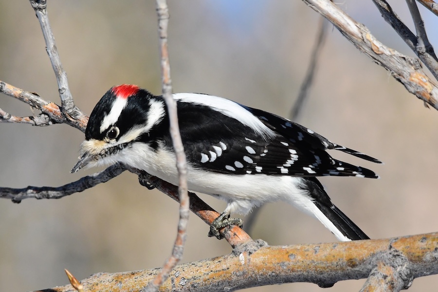 Downy7-26 A male Downy woodpecker flirting with his girlfriend. Notice the small size of its bill.